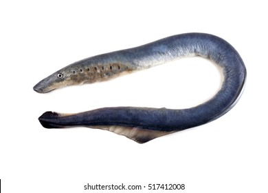 746 Lamprey Stock Photos, Images & Photography | Shutterstock