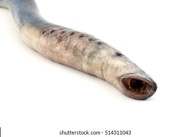 Lamprey Fish. Vampire. This Fish Is Delicacy.