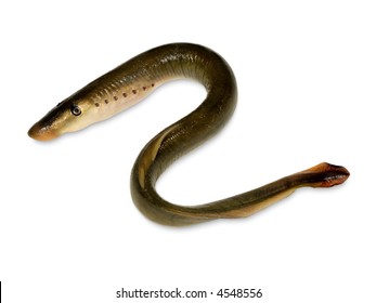 A Lamprey Is A Jawless Fish With A Toothed, Funnel-like Sucking Mouth.