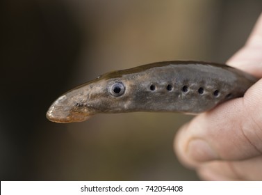 Lamprey (Petromyzontiformes) In The Hand. She Is Alive. It Is Considered A Delicacy Fish.