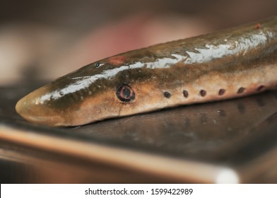 Lamprey - An Unusual Delicacy From The Sea Or River