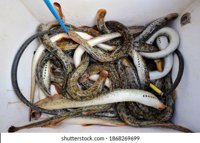 Lampreys Fishing On A River