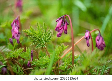 Lamprocapnos spectabilis ( bleeding heart) is a species of flowering plant in the family Dicentra. - Shutterstock ID 2366515669
