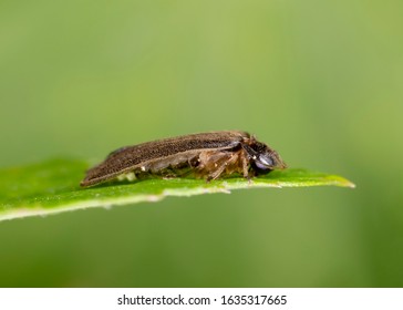 
Lamprohiza splendidula beetle from Lampyridae family, closeup. 