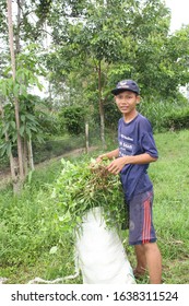 LAMPUNG, INDONESIA - 07 FEBRUARY 2020: A Man Looks For Grass And Puts It In A White Sack Container To Take Home And Feed His Livestock