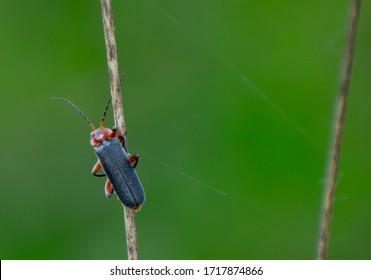 The Lampyridae are a family of insects- fireflies or lightning bugs