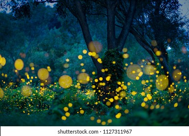 Lampyridae , Lightning Bugs Fireflies in the garden, Fantasy forest background, Long exposure photo