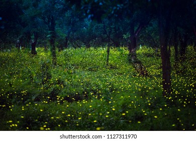 Lampyridae , Lightning Bugs Fireflies , Long exposure photo