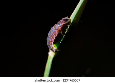 The Lampyris Noctiluca