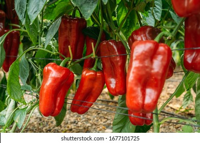 Lamuyo Red pepper cultivation on an ecological and traditional greenhouse. Ecological cultivation in El ejido, Almería. - Powered by Shutterstock