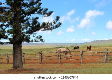 Lanai Horses Hawaii