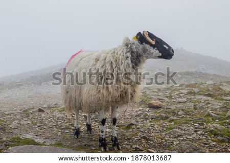 Lanark Scottish Blackface sheep (Ovis aries) in Croagh Patrick mountain; Westport; Ireland
