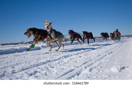 Lanaudiere, Quebec, Canada - January 27, 2013: International Lanaudiere Dog Sledding Race