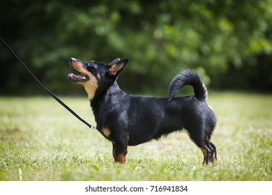 Lancashire Heeler