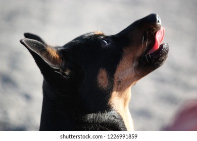 Lancashire Heeler Girl