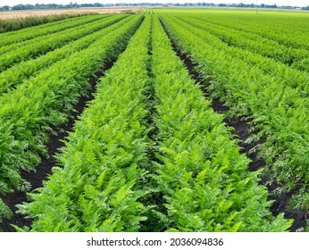 Lancashire, UK - Aug 19 2021: Commercial Carrot Cultivation In Arable Farm Fields In Lancashire, England, UK. Carrots Are Grown In Long, Straight Rows Across The Length Of The Field.