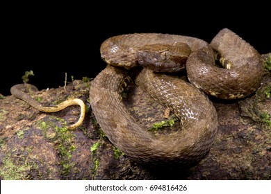 Lancehead, Bothrops Atrox