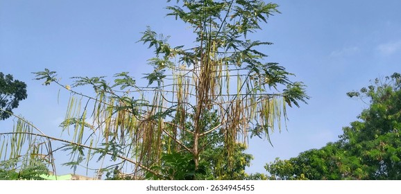 Lancewood tree trunk and branches captured in a dense green jungle, highlighting the natural growth pattern of native flora
