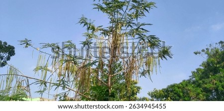 Lancewood tree trunk and branches captured in a dense green jungle, highlighting the natural growth pattern of native flora