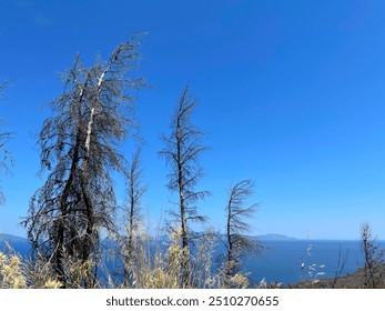 Land after recent wildfire. Dead forest, barren of plants mountains with burned trees trunks. Roads cut trough burnt down hillsides. Site of bushfire, Mediterranean landscape after disaster. Greece.
 - Powered by Shutterstock