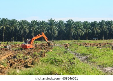 Land Clearing For Oil Palm Replanting