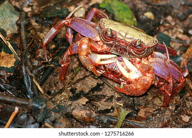 516 Crabs Mating Images, Stock Photos & Vectors | Shutterstock