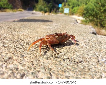 land crab on the road - Shutterstock ID 1477807646