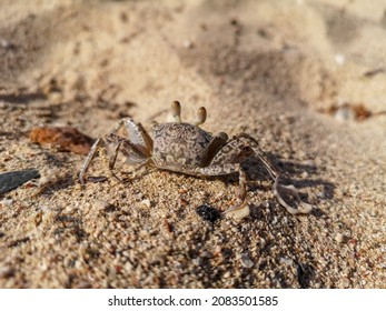 Land Crab, Terrestrial Crab On Sandy Beach Of Egypt