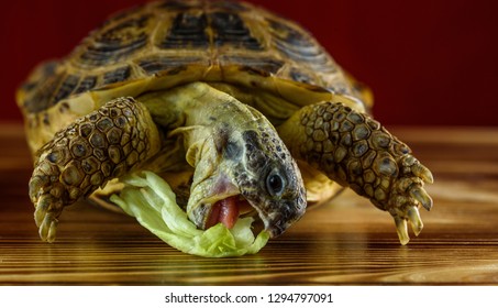 Land Domestic Turtle Eats Cabbage Photographed Stock Photo 1294797091 ...