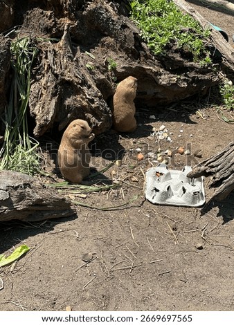 Land hogs in the turtle zoo 
