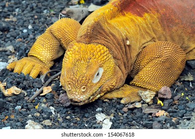 Land Iguana, Conolophus Subcristatus In The Charles Darwin Research Station, Galapagos Islands, Ecuador