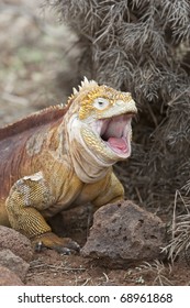 Land Iguana (Conolophus subcristatus) yawning on North Seymour Island, Galapagos..