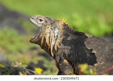 Land Iguana in Galapagos Ecuador 2023