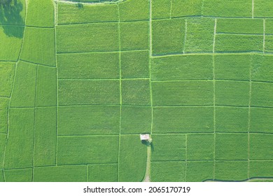 Land Or Landscape Of Green Field In Aerial View. Plot Of Land On Earth For Agriculture Farm, Farmland Or Plantation With Texture Pattern Of Crop, Rice, Paddy. Rural Area With Nature At Countryside.