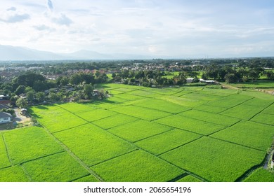 Land or landscape of green field in aerial view. Plot of land on earth for agriculture farm, farmland or plantation with texture pattern of crop, rice, paddy. Rural area with nature at countryside. - Shutterstock ID 2065654196
