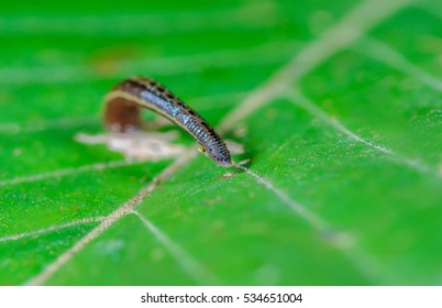 Land Leech(Phylum Annelida) On Green Leaves, Sucker.