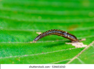 Land Leech(Phylum Annelida) On Green Leaves, Sucker.