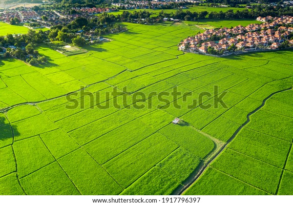 Land plot in aerial view. Include landscape, real\
estate, green field, crop, agricultural plant. Tract of land for\
housing subdivision, development, owned, sale, rent, buy or\
investment in Chiang Mai.