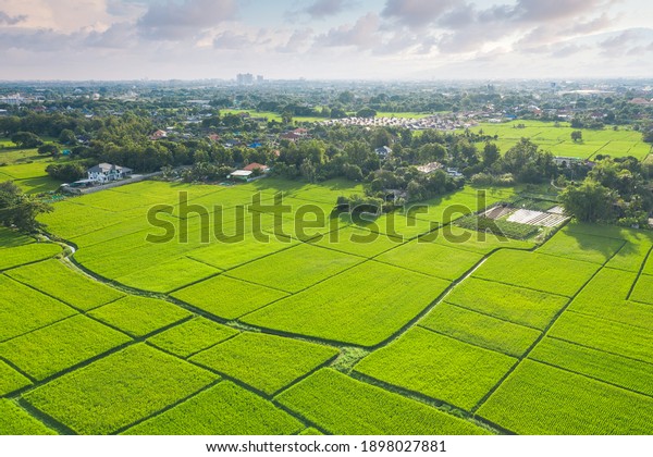 Land plot, land lot. Consist of aerial view of\
landscape, green field, agricultural plant, crop and ridge. Tract\
of land for cultivate, owned, sale, development, rent, buy or\
investment in Chiang Mai.