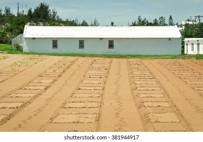 Land Ready For Planting , Taken At Somerset Village, Bermuda.