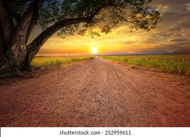 land scape of dusty road in rural scene and big rain tree plant against beautiful sunset sky use for natural background - Powered by Shutterstock