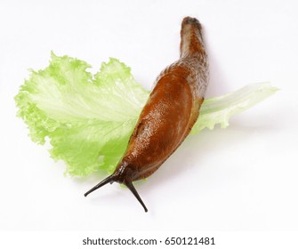 Land Slug And Lettuce Isolated Over White