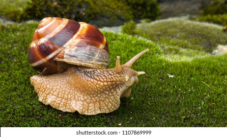 Land Snail - Achatina Fulica.