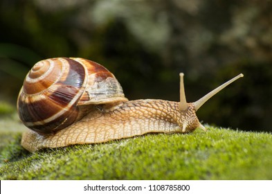 Land Snail - Achatina Fulica.