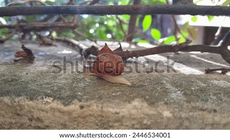 Land snail on a wall on a summer morning with tree branch and plants.