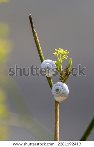 Land snails getting ready for winter. Southern France. Autumn. Withered plants. White Cochlea