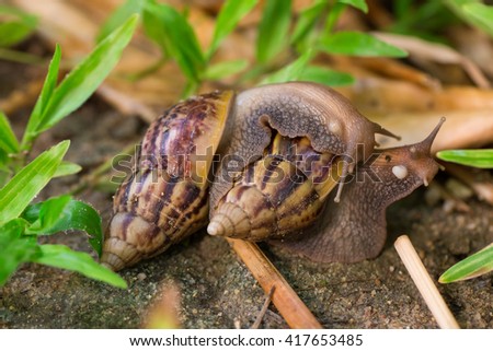 Land snails in love in the garden