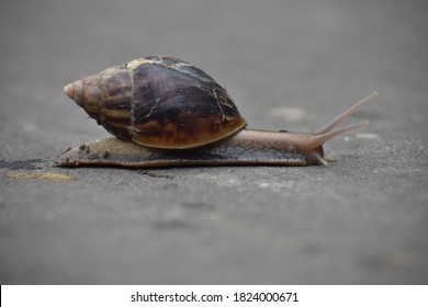 Land Snails Move By Gliding Along On Their Muscular Foot, Which Is Lubricated With Mucus And Covered With Epithelial Cilia. 