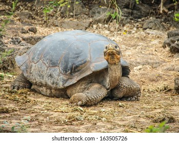 Land Tortoise  At The Charles Darwin Research Station  On Santa Cruz Island, Galapagos, Ecuador