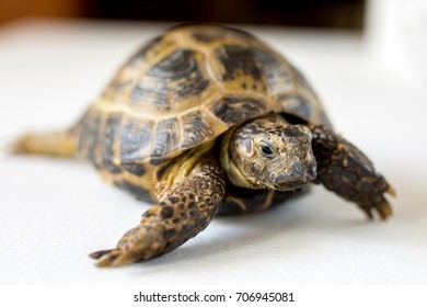 Land Tortoise Pet Exotic Stock Photo 706945081 | Shutterstock